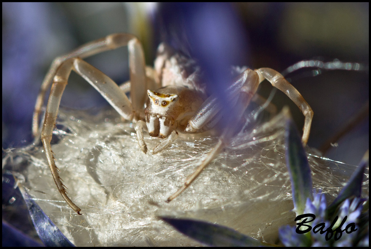 Thomisus onustus, deposizione - Samatorza